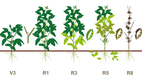 Agronomic Principles