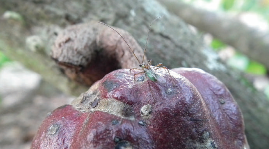 Pest and Diseases