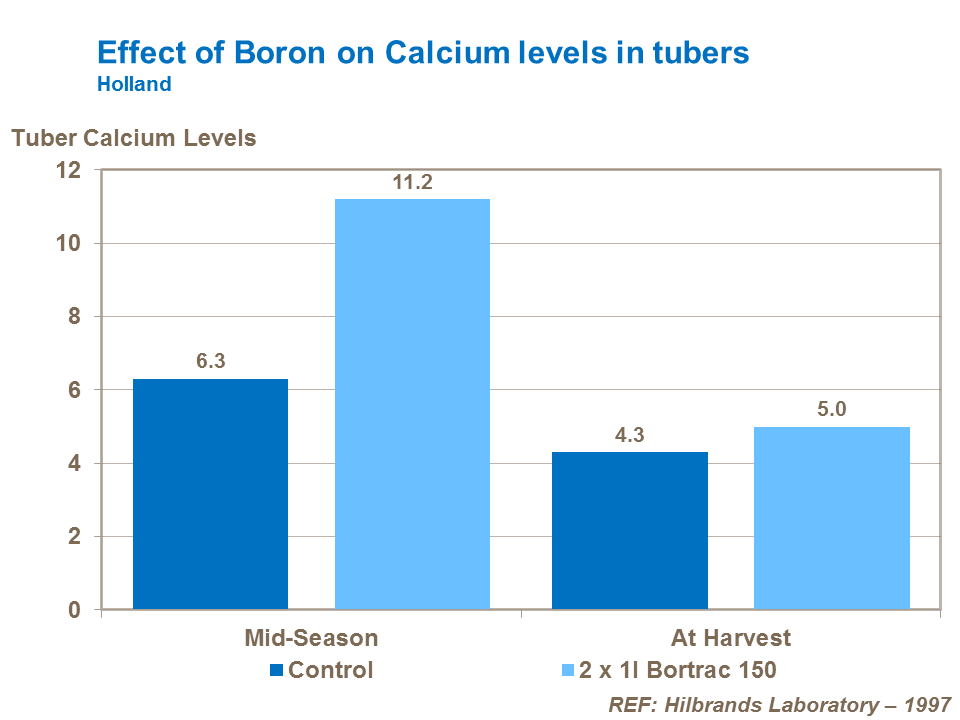 Effect of boron on calcium levels in potato tubers