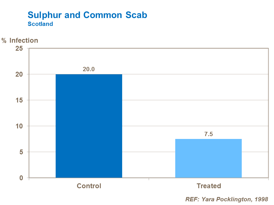 Sulphur effect on common scab of potatoes