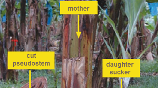 Agronomic Principles