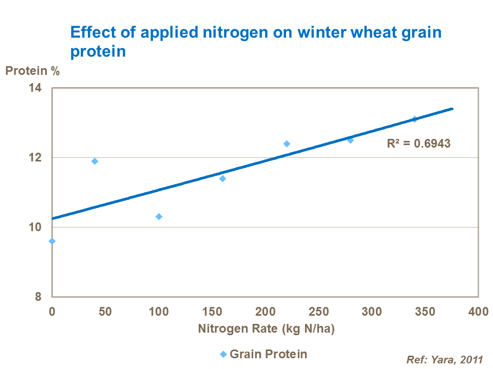 Effect of applied nitrogen on winter wheat grain protein Effect of applied nitrogen on winter wheat grain protein