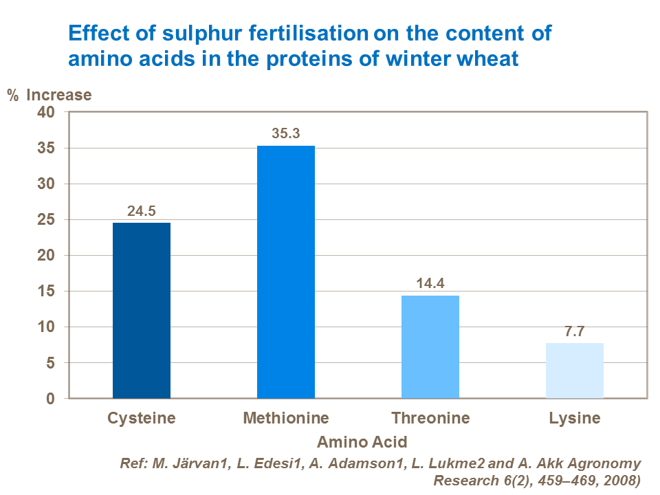 Effect of sulphur fertilisation on the content of amino acids in the proteins of winter wheat Effect of sulphur fertilisation on the content of amino acids in the proteins of winter wheat