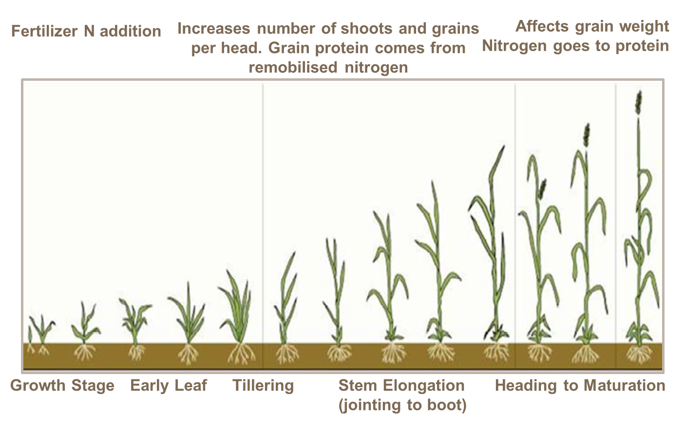 Effect of nitrogen and its timing on grain quality Effect of nitrogen and its timing on grain quality