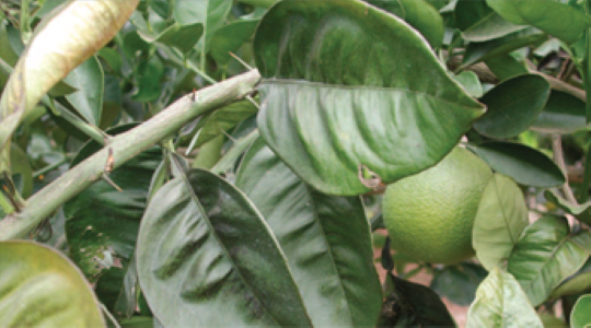 Dark greening of citrus leaves