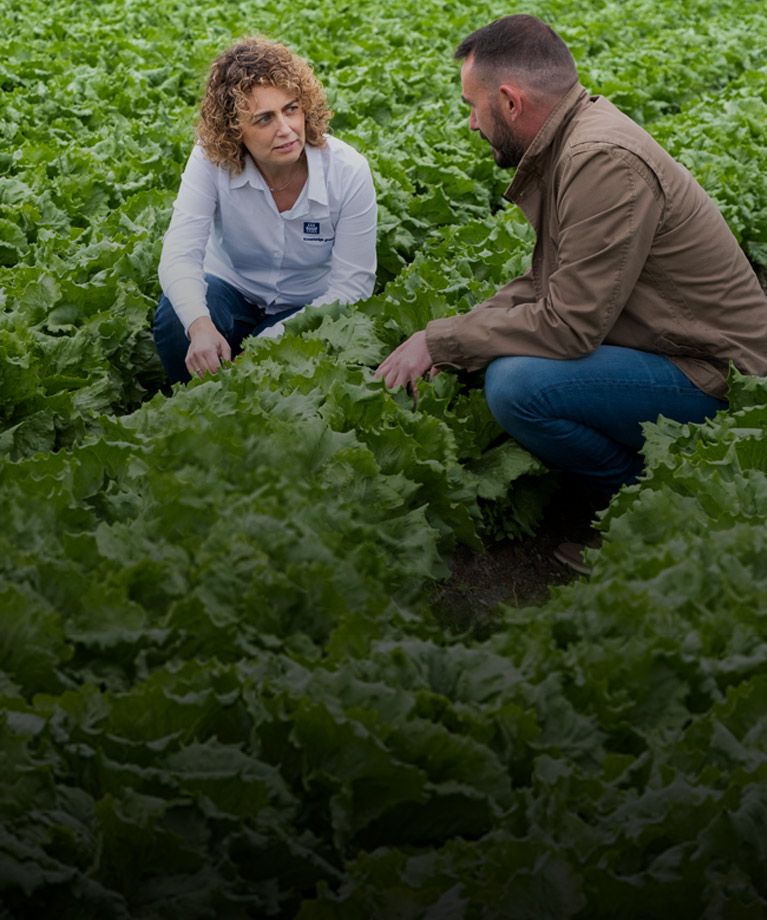 Farmers in vegetable field