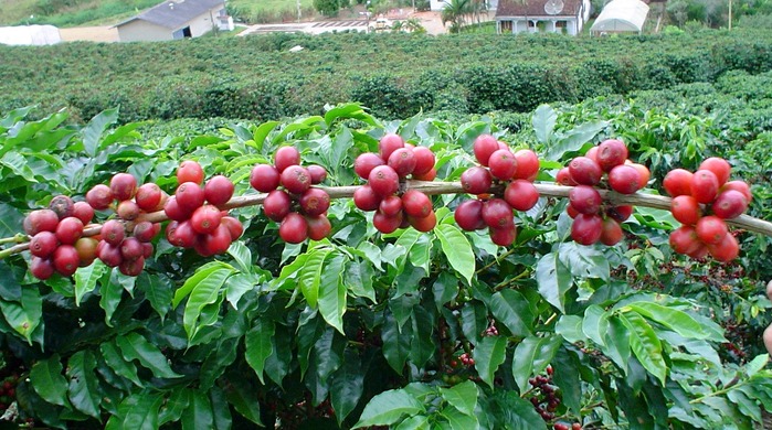 High coffee yields come from setting 12 beans per rosette and also 8 rosettes per branch per season.