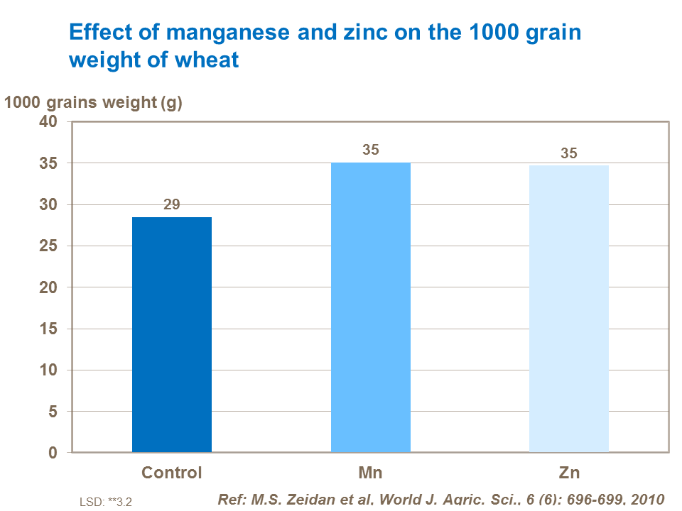 Effect of manganese and zinc on the 1000 grain weight of wheat