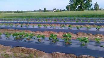 Open field strawberries