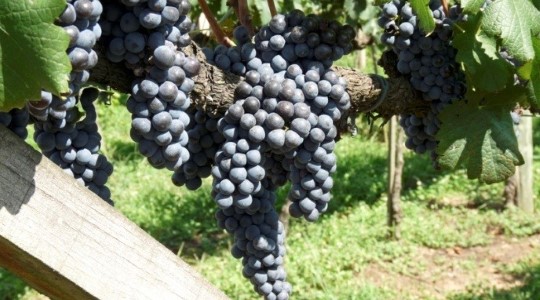Improving wine grape quality