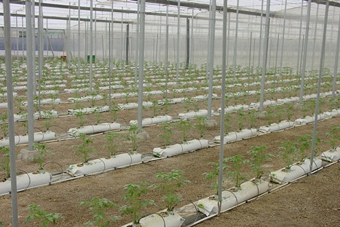 Grown in Substrate