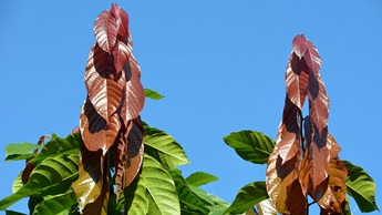 Leaf flush