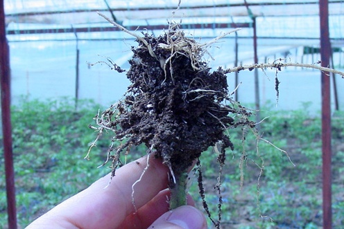 Nematode damage