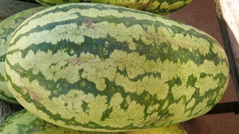 Jubilee Type
