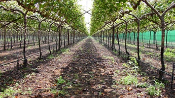Drip Irrigation