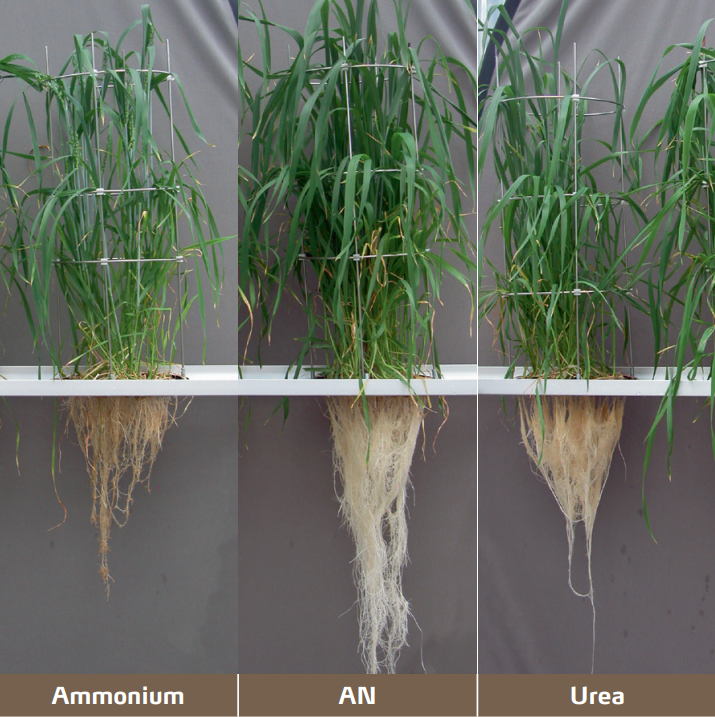 Figure 1: Pot trials under identical nitrogen supply rates reveal strong differences in root and plant growth depending on nitrogen form.