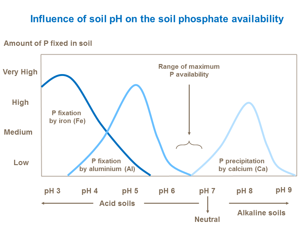 Effect of soil pH on phosphate availability
