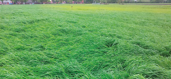 Grassland with advanced localized sulfur deficiency (in the back).