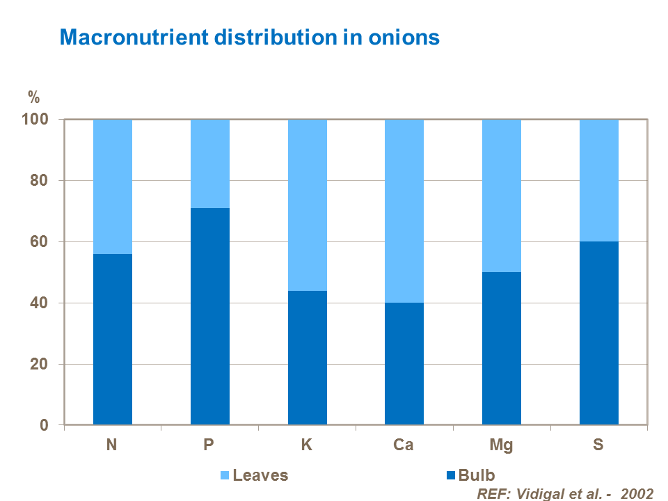Macronutrient distribution in onions