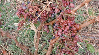 Hail Damage