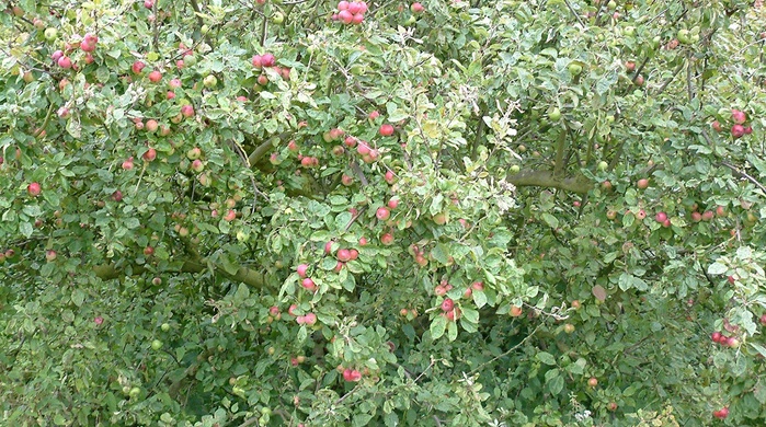 heavy fruit loads encourage biennial bearing
