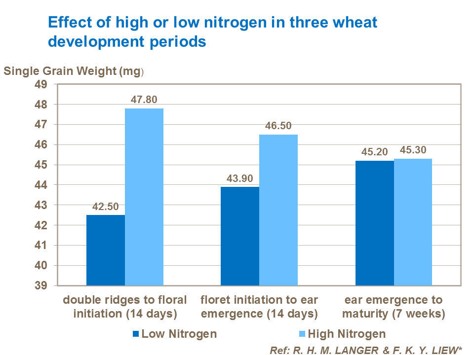 Effect of high or low nitrogen in three wheat development periods