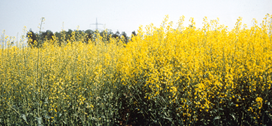 Rapeseed with advanced sulfur deficiency (left). Growth is diminished, flowering is sparse and white.