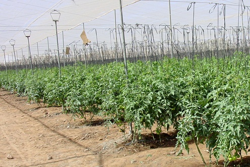 Grown in Soil