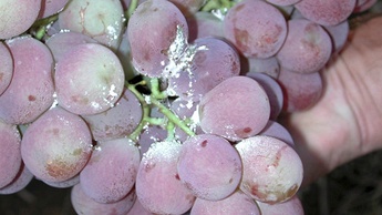 Mealy Bug