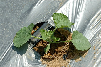 Drip Irrigation