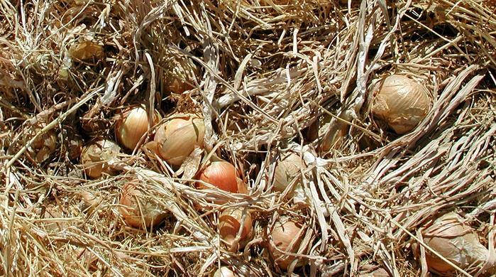 Curing onions