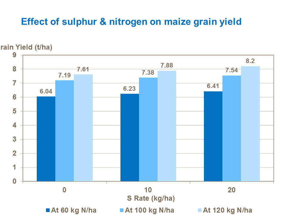 Effect of sulphur & nitrogen on maize grain yield