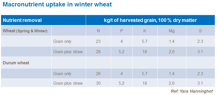 Macronutrient uptake in winter wheat