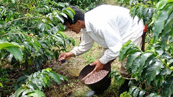 Side dressing fertilizer - photo courtesy of Cenicafe.