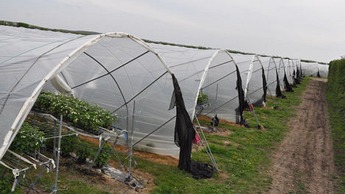 Strawberries under plastic tunnels