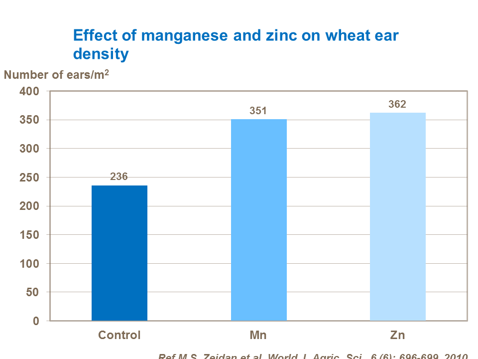 Effect of manganese and zinc on wheat ear density