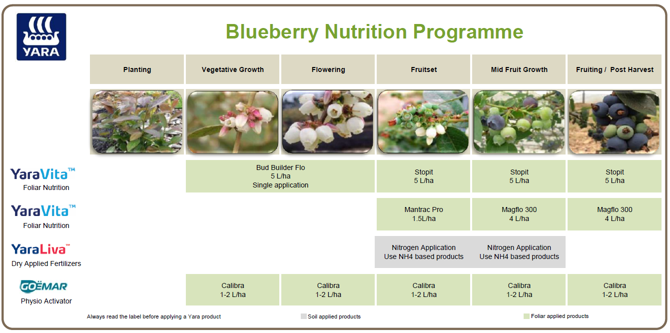 Blueberry crop nutrition programme