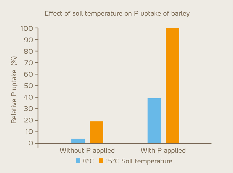 Figure 2: P uptake significantly increases by P application even under low temperatures.
