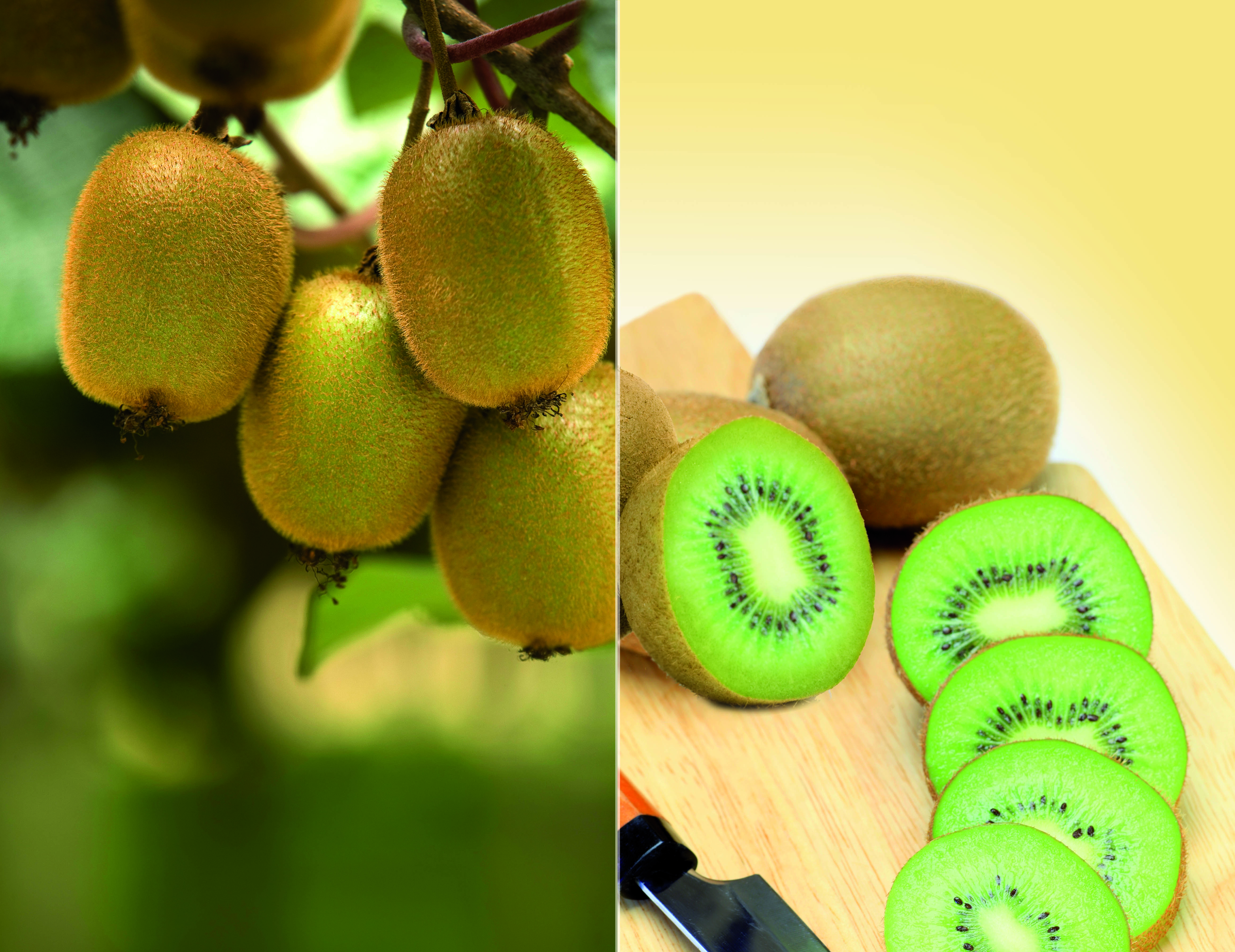 Kiwifruit