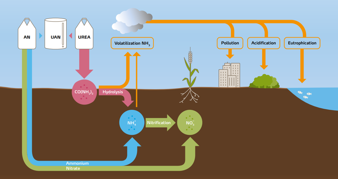 Figure 4: All mineral nitrogen fertilizer is ultimately transformed into nitrate (NO3 - ) before it is taken up by plants. Ammonium (NH4 + ) is an intermediate compound which is either directly applied (as ammonium nitrate NH4NO3) or converted in the soil from urea (CO(NH2) 2). Ammonium is in equilibrium with ammonia (NH3) in the soil solution. The higher the pH, the more the balance shifts in favor of ammonia. UAN is a mix of AN and urea and thus activates all the pathways in the above diagram.