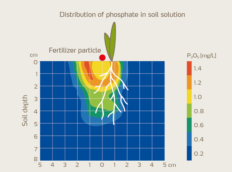 Figure 3: Distribution of phosphate in the soil upon starter application of compound NPK-fertilizer.