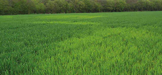 Characteristic aspect of a field with advanced localized sulfur deficiency.