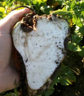 Heart rot