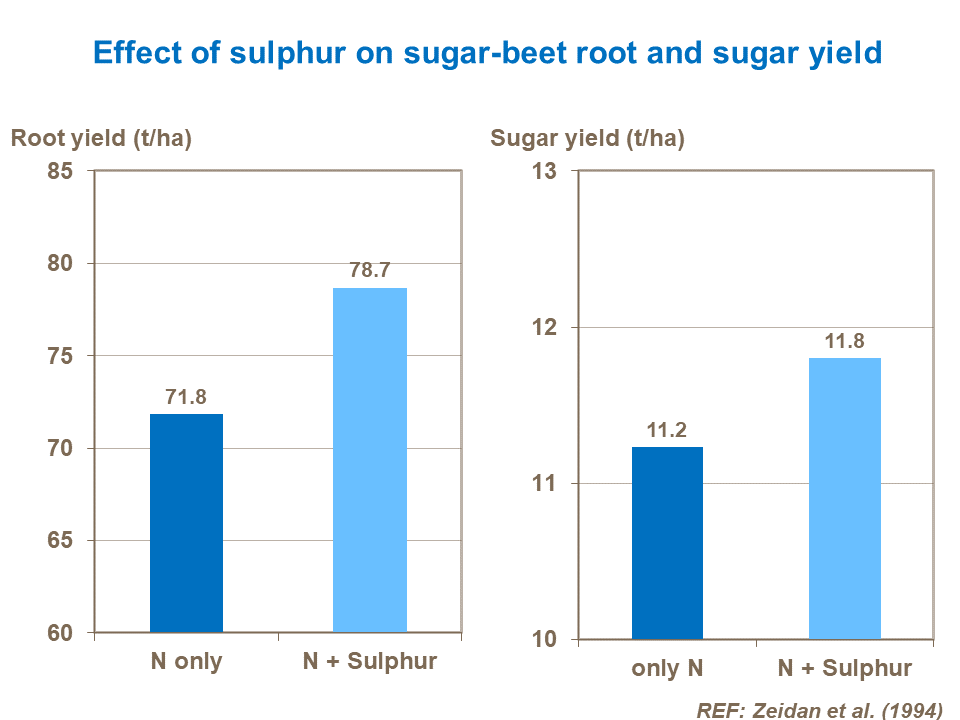 Effect of sulphur on sugar beet yield and sugar content