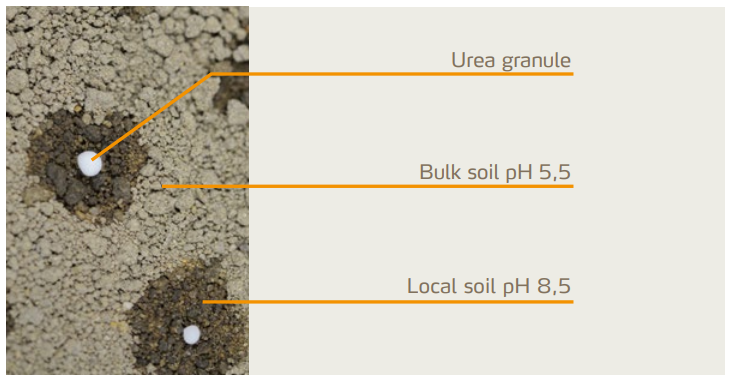 Figure 2: Hydrolysis of urea temporarily and locally increases soil pH, resulting in increased ammonia losses.