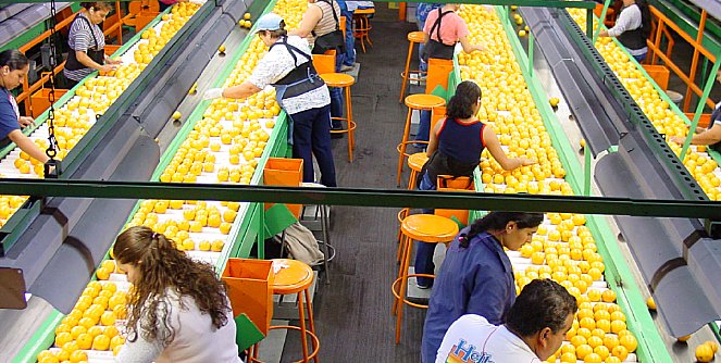 Grading oranges in Florida.