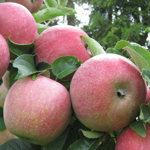 Apples and pears