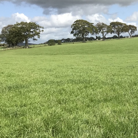 Grassland