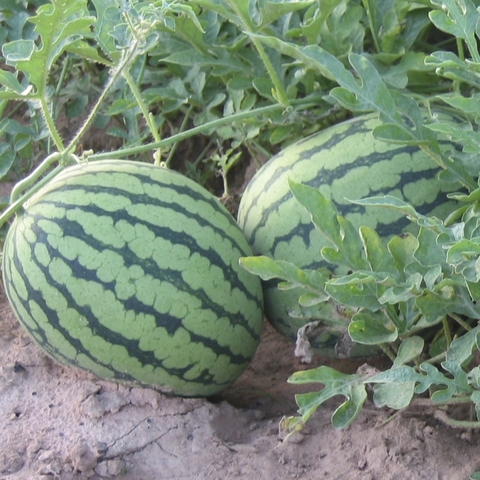 Melon/ Squash
