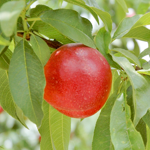 Nectarines